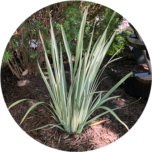 Variegated Iris.